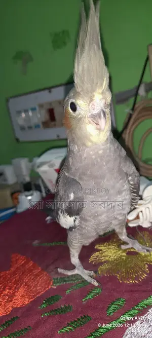 ককাটেল পাখি বিক্রি হবে