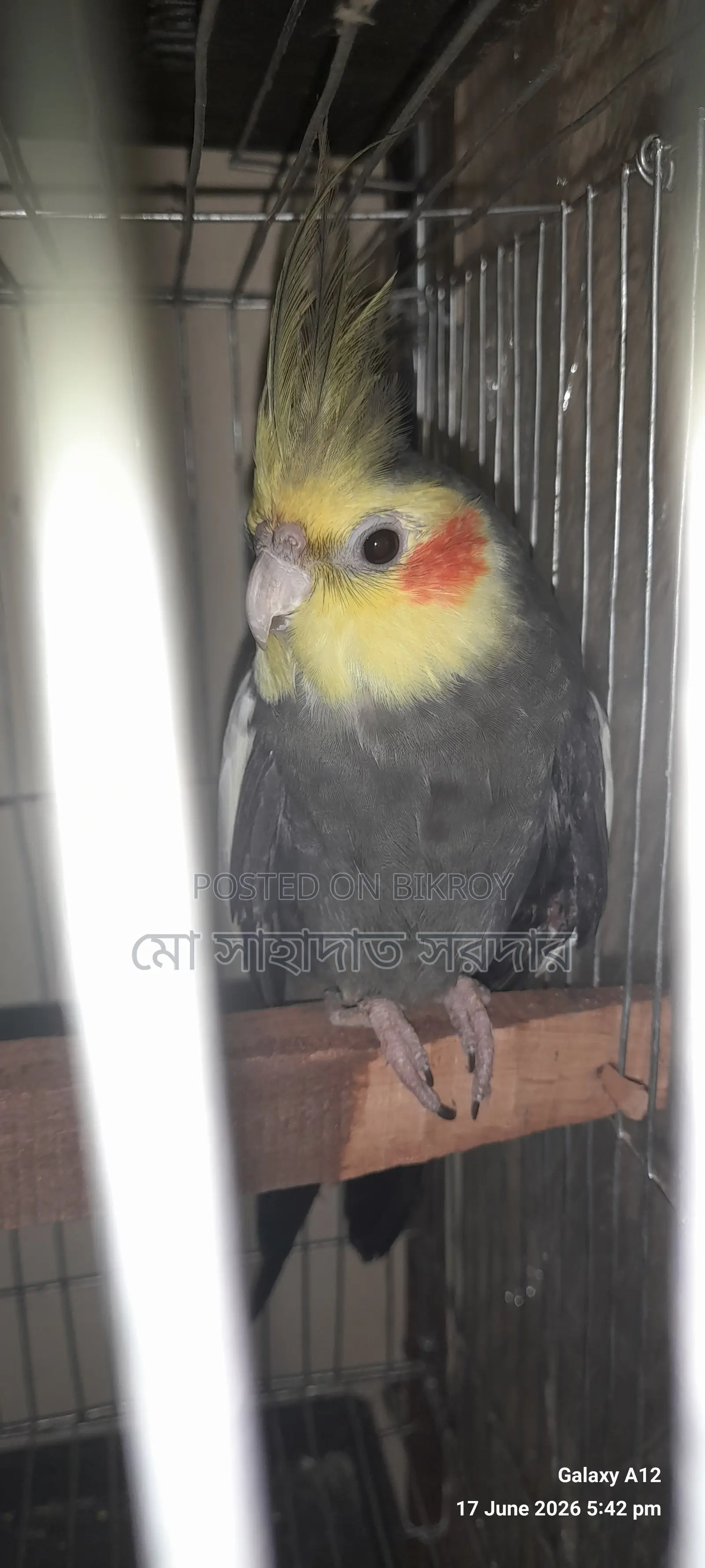 ককাটেল পাখি বিক্রি হবে