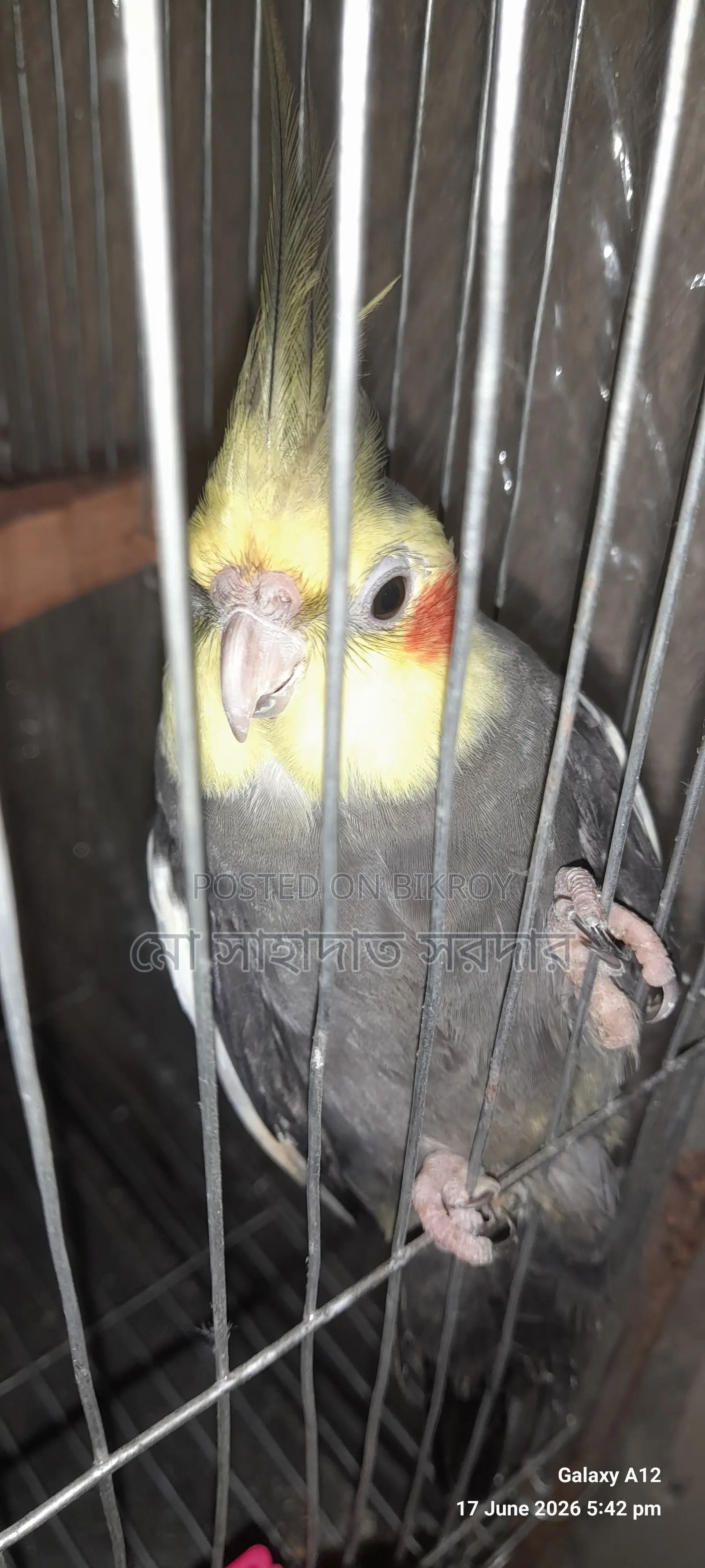 ককাটেল পাখি বিক্রি হবে