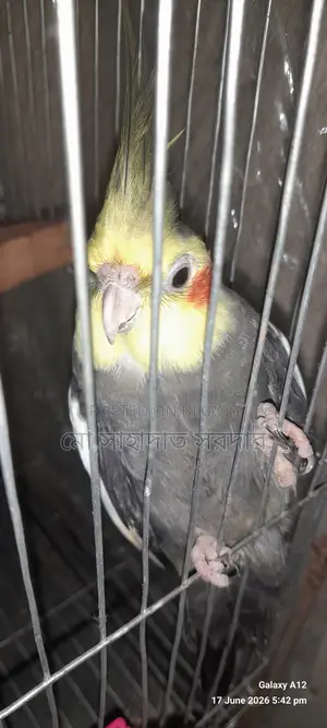 ককাটেল পাখি বিক্রি হবে
