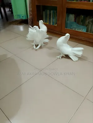 My pet bird