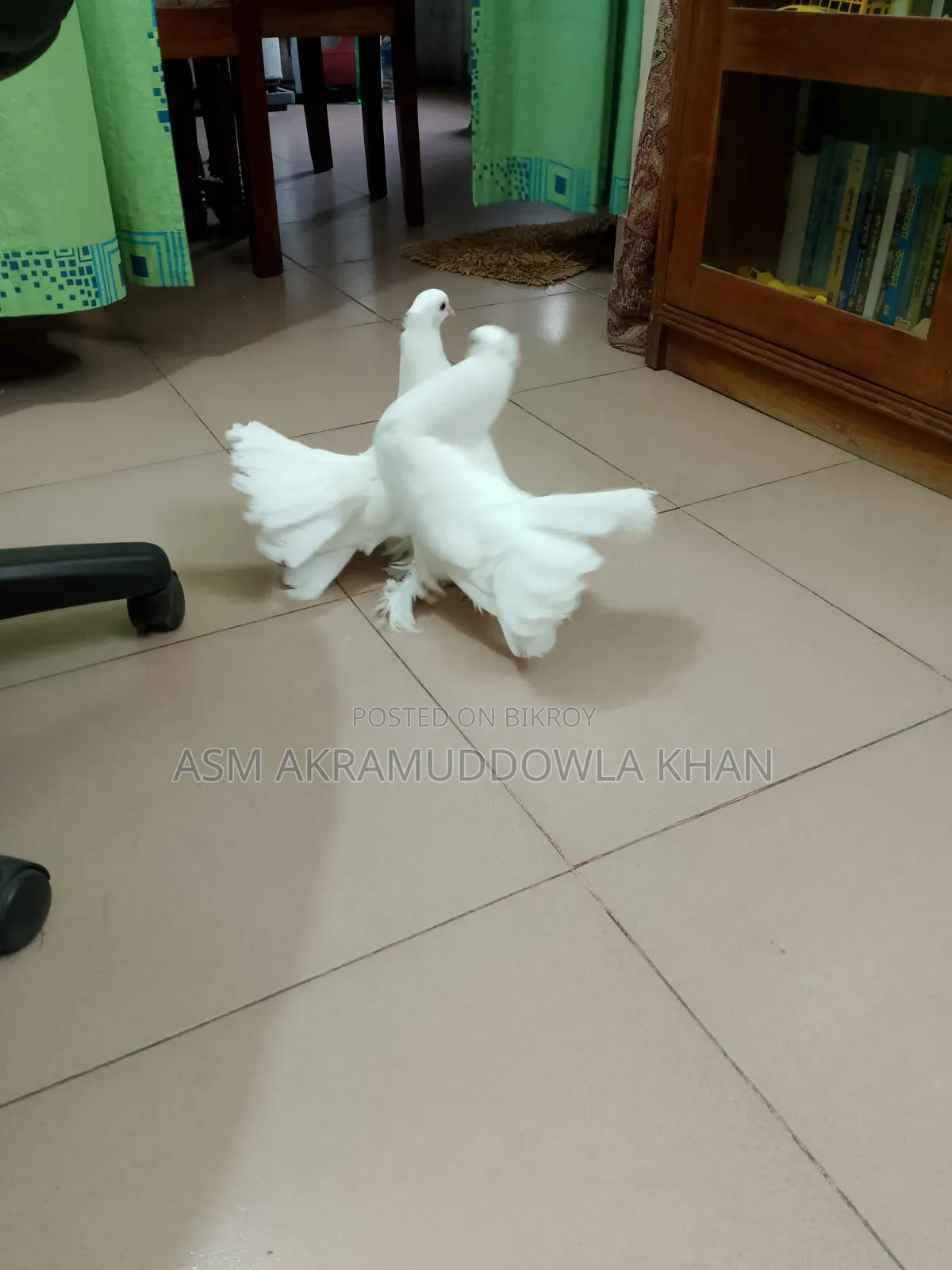 My pet bird