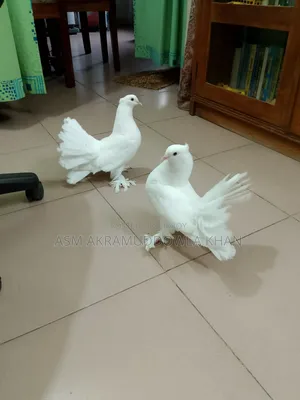 My pet bird