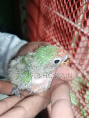 টেম সাইজ লাভ বার্ড বেবি