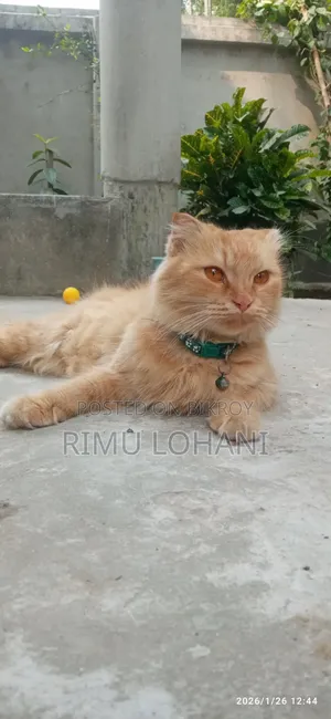 ১+ বছরের মহিলা বিশুদ্ধ পার্সিয়ান বিড়াল