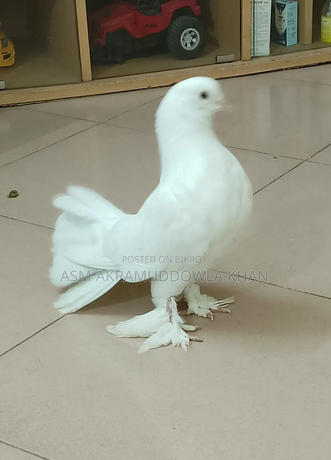 My pet bird