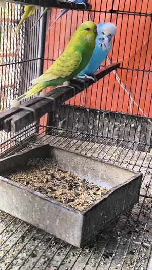 ইংলিশ বাজিগর