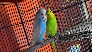 ইংলিশ বাজিগর
