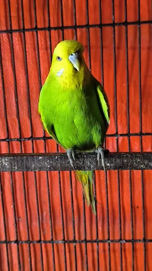 ইংলিশ বাজিগর