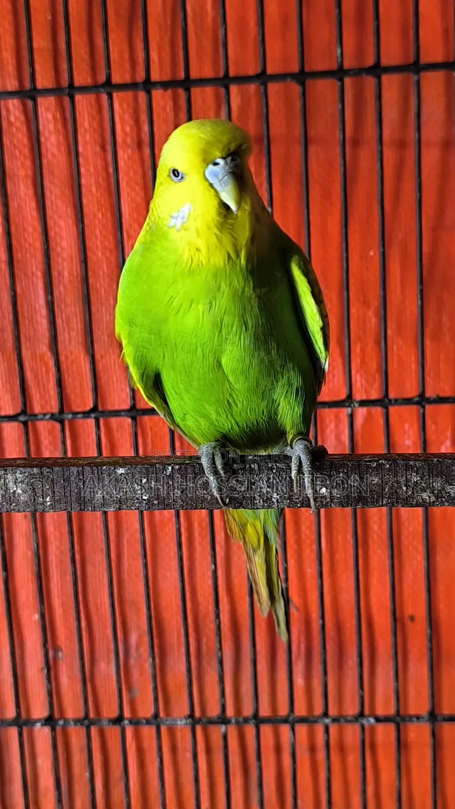 ইংলিশ বাজিগর