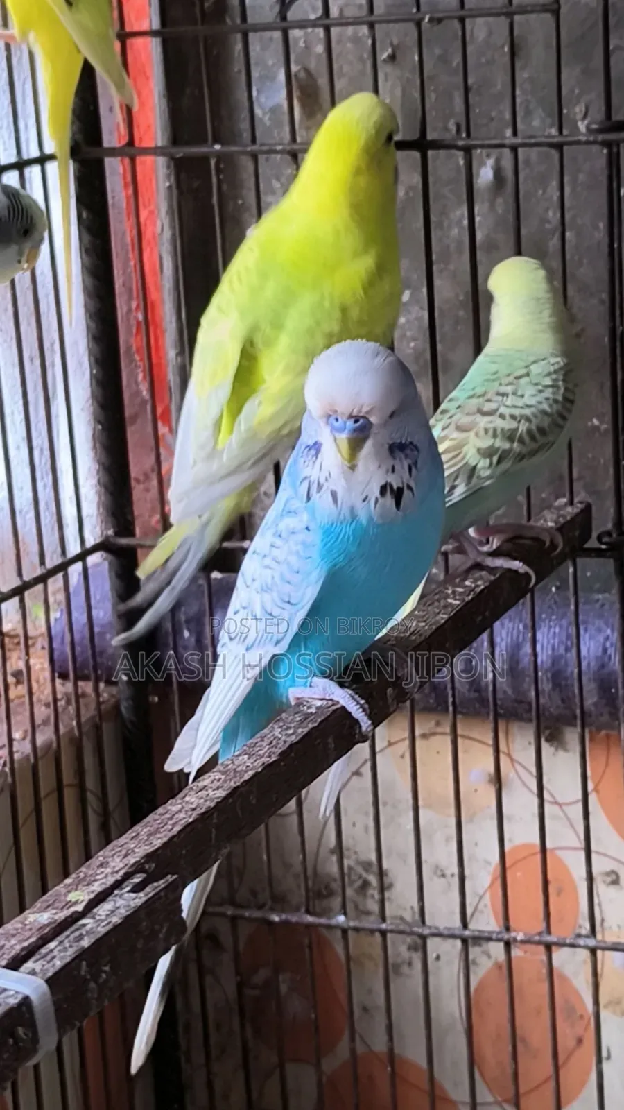 ইংলিশ বাজিগর