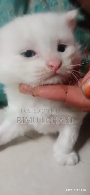 ১-৩ মাস বয়সী পুরুষ বিশুদ্ধ পার্সিয়ান বিড়াল