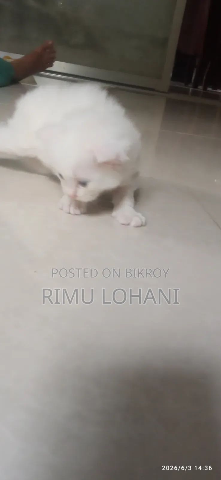 ১-৩ মাস বয়সী পুরুষ বিশুদ্ধ পার্সিয়ান বিড়াল