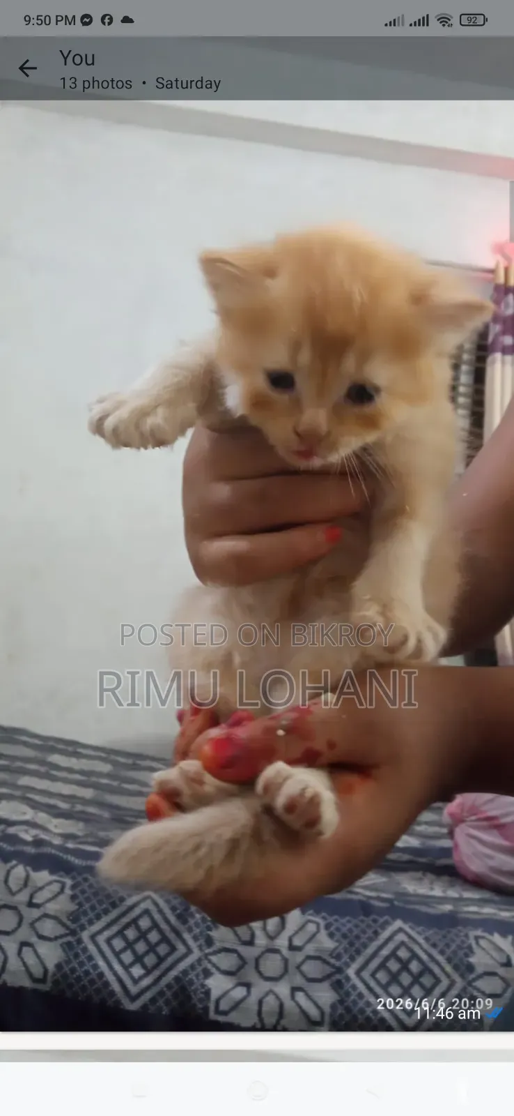 ১-৩ মাস বয়সী পুরুষ বিশুদ্ধ পার্সিয়ান বিড়াল