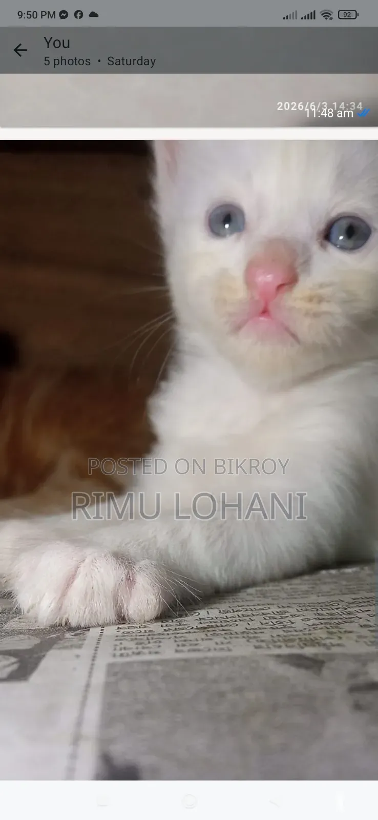 ১-৩ মাস বয়সী পুরুষ বিশুদ্ধ পার্সিয়ান বিড়াল