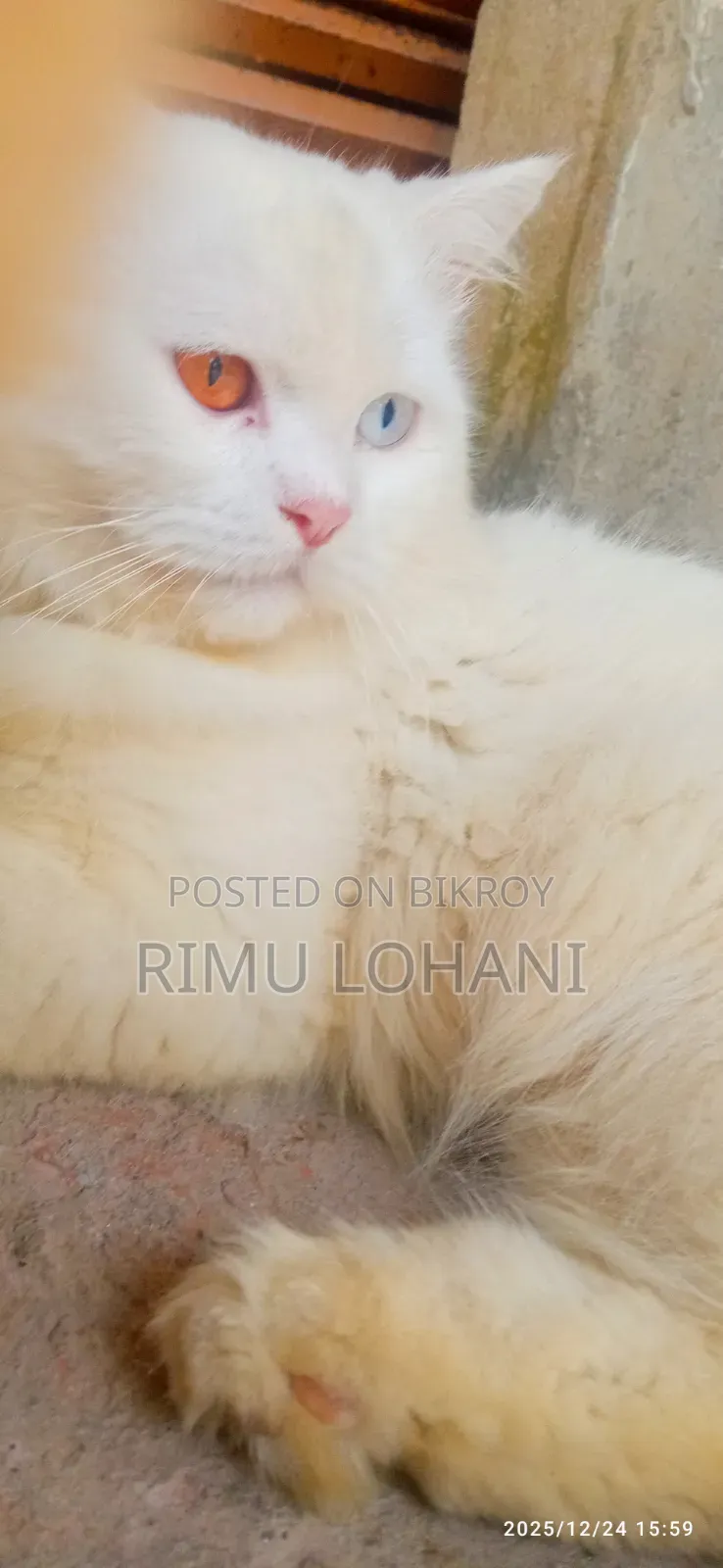 ১ বছরের বেশি বয়সী পুরুষ বিশুদ্ধ পার্সিয়ান বিড়াল