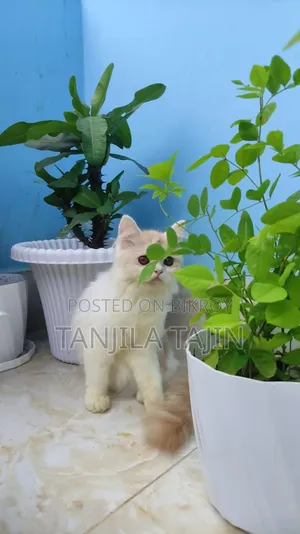 ১-৩ মাস বয়সী নারী বিশুদ্ধ পার্সিয়ান বিড়াল