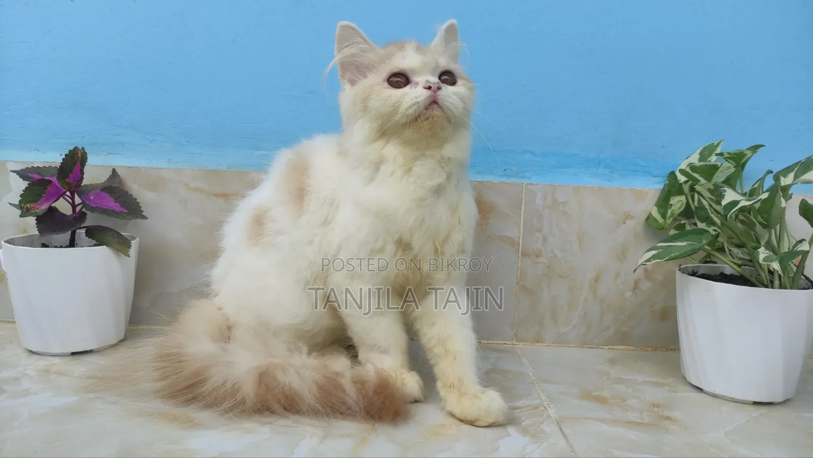 ১-৩ মাস বয়সী নারী বিশুদ্ধ পার্সিয়ান বিড়াল