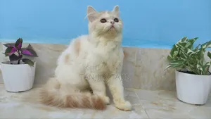 ১-৩ মাস বয়সী নারী বিশুদ্ধ পার্সিয়ান বিড়াল