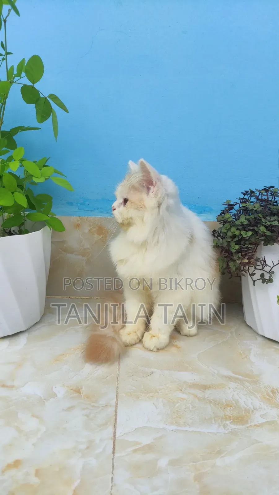 ১-৩ মাস বয়সী নারী বিশুদ্ধ পার্সিয়ান বিড়াল