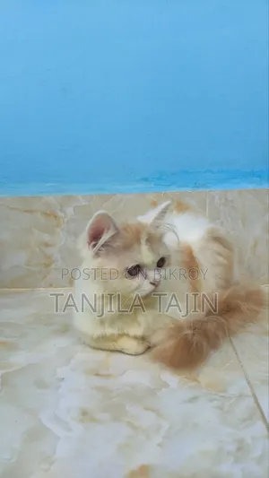 ১-৩ মাস বয়সী নারী বিশুদ্ধ পার্সিয়ান বিড়াল
