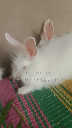 Foreign Rabbit