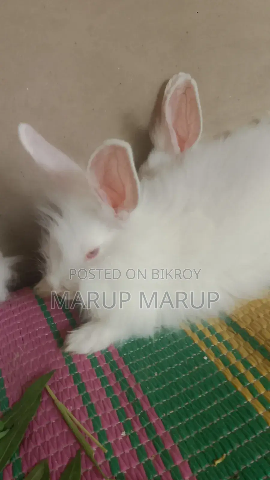 Foreign Rabbit