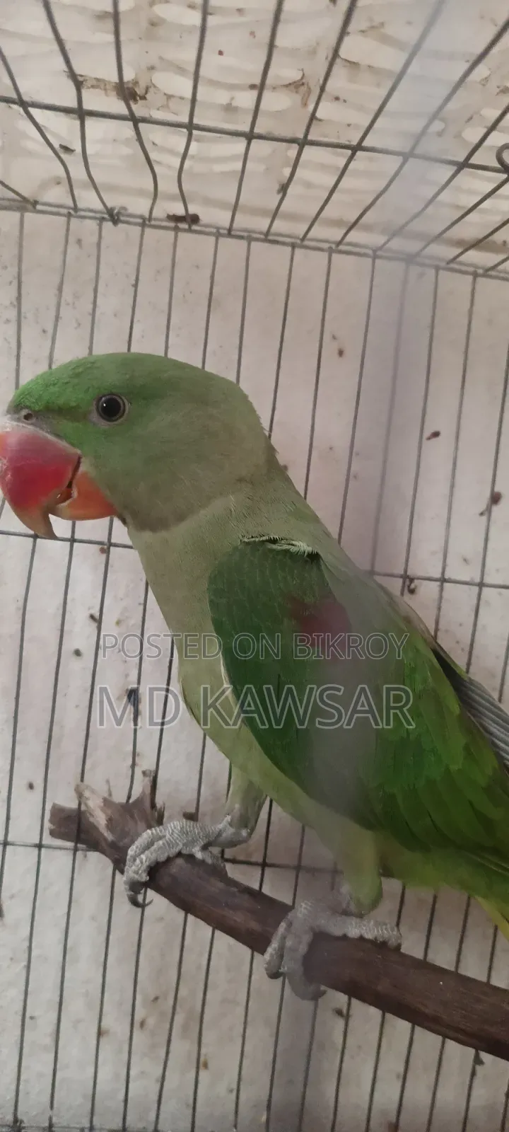 একটা চন্দনা টিয়া সেল হবে