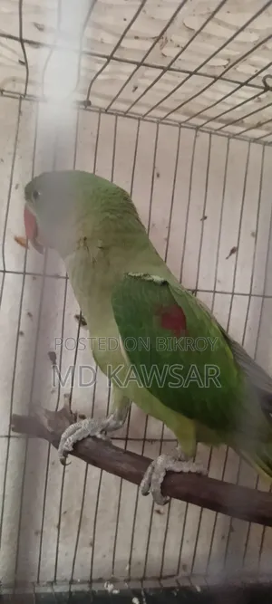 একটা চন্দনা টিয়া সেল হবে