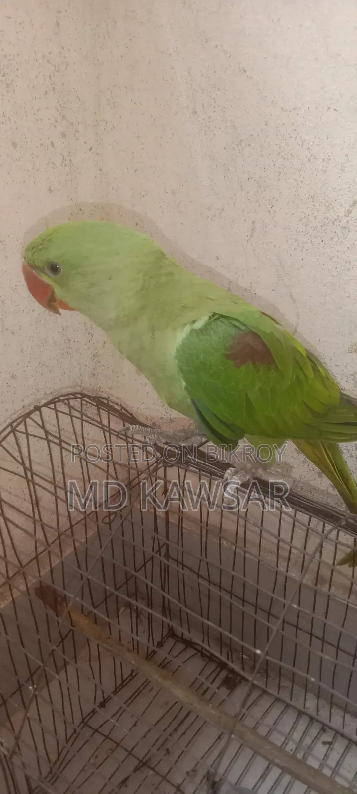 একটা চন্দনা টিয়া সেল হবে
