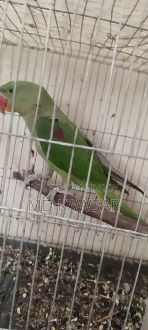 একটা চন্দনা টিয়া সেল হবে