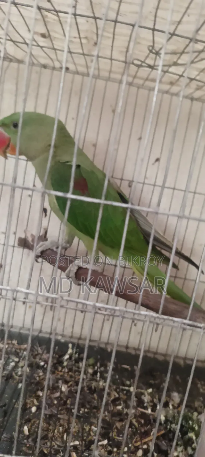 একটা চন্দনা টিয়া সেল হবে
