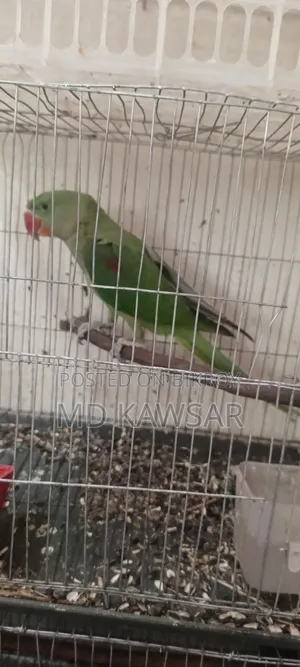 একটা চন্দনা টিয়া সেল হবে