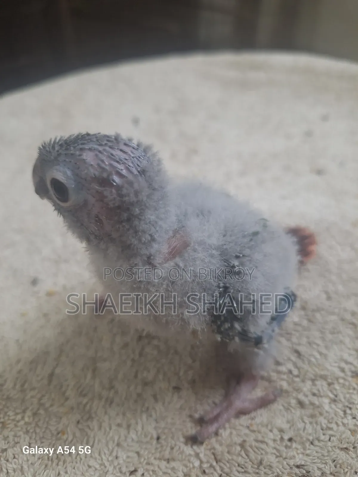 Green Cheek Baby