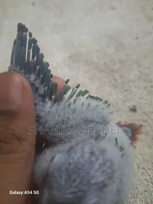 Green Cheek Baby