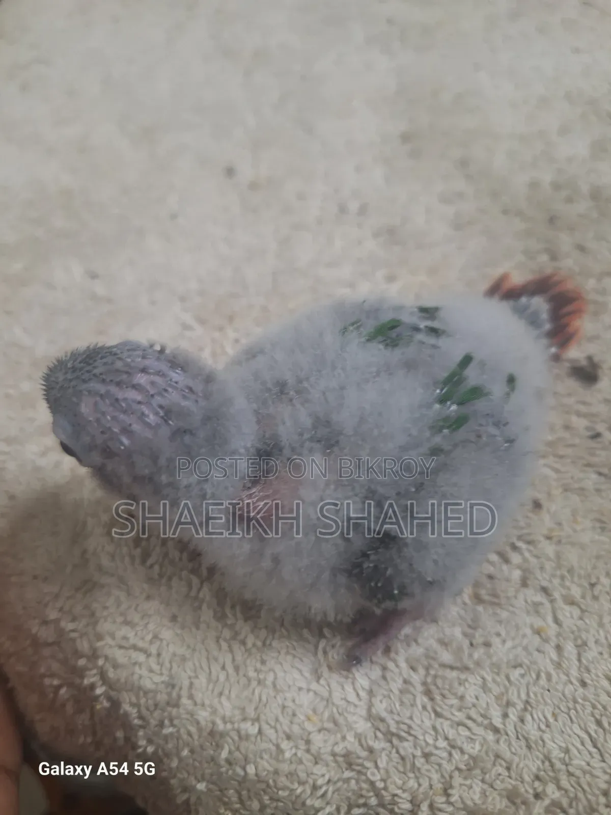 Green Cheek Baby