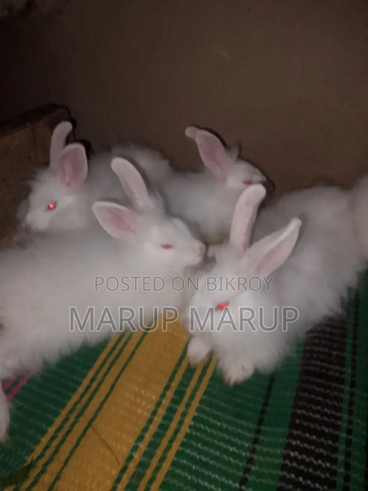 Foreign Rabbit