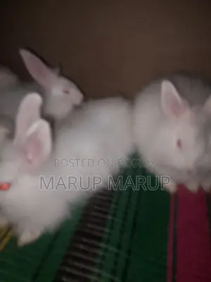 Foreign Rabbit