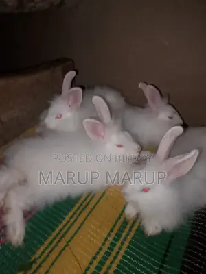 Foreign Rabbit