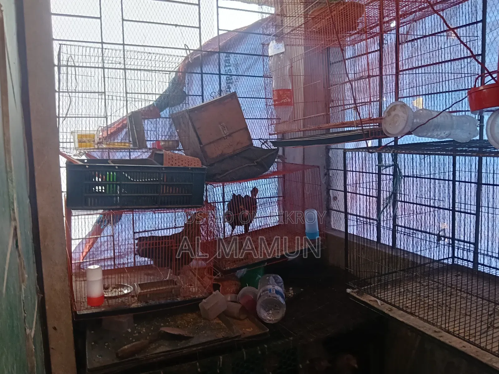 Cockatiel running pair birds and bird cages for sale