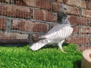 মেলেটারি কবুতর নর