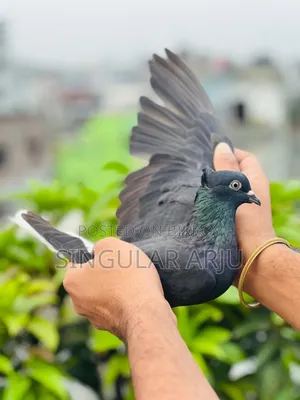 কালো মুসাল দম মাদি