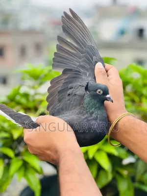 কালো মুসাল দম মাদি