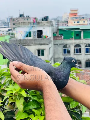 কালো মুসাল দম মাদি