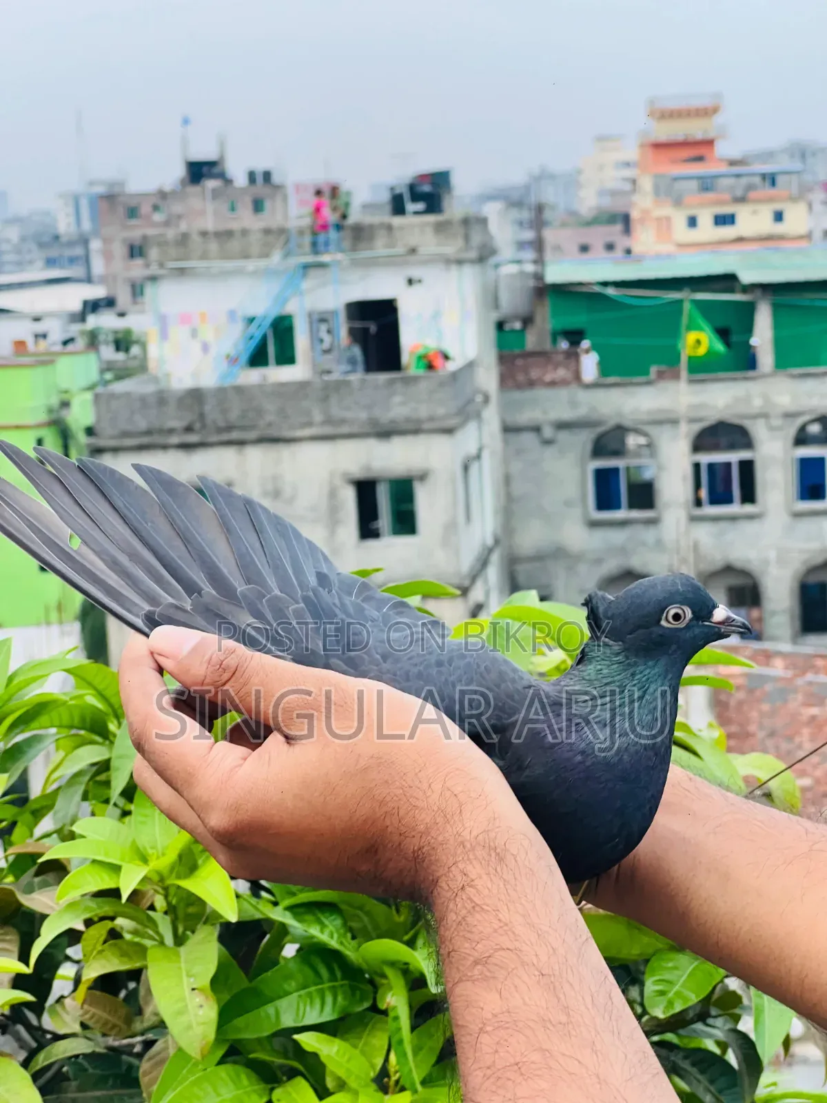 কালো মুসাল দম মাদি