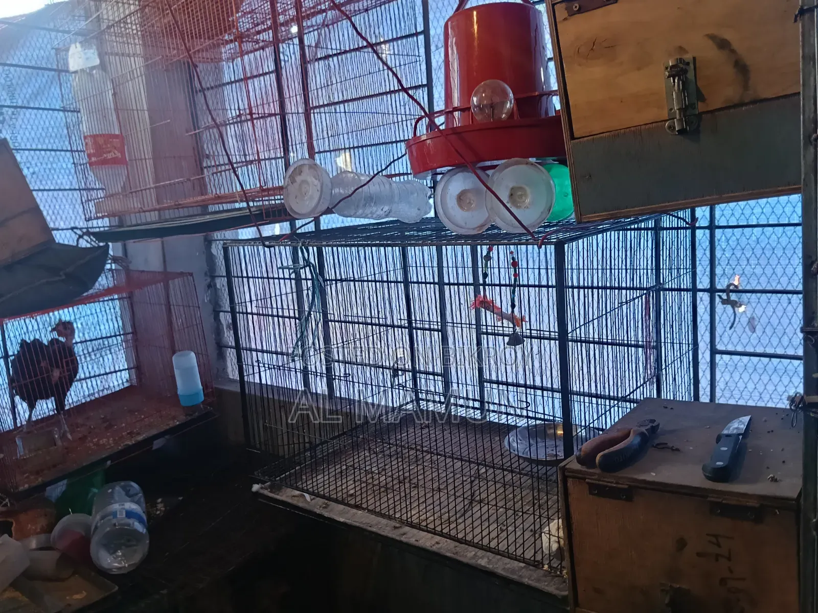 Cockatiel running pair birds and bird cages for sale