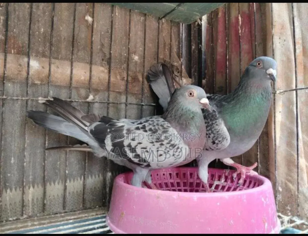 মাক্সি হোমা রানিং জোড়া বিক্রি হবে