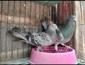 মাক্সি হোমা রানিং জোড়া বিক্রি হবে