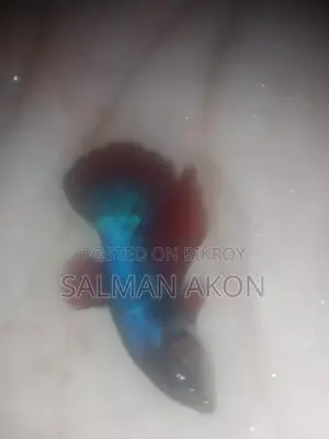 হাফমুন এবং রোস্টেল ফাইটারের বাচ্চা