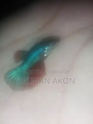 Halfmoon and Rosetail Fighter fry